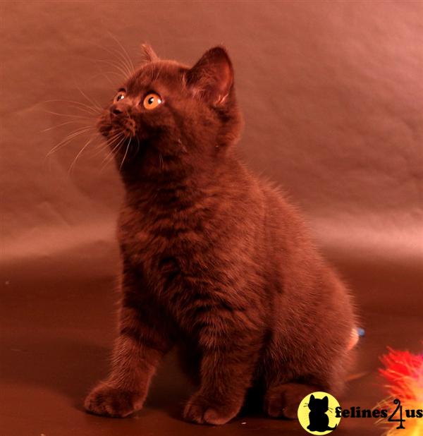 BritishRoyalCats.com Picture 2